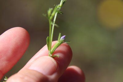 Githopsis diffusa, photographed by Millie Basden