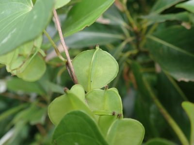 Dioscorea collettii, photographed by Meng-Ying Tsai