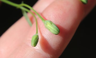 Malacothrix clevelandii, photographed by Millie Basden