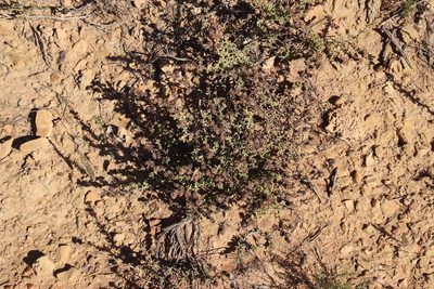 Erepsia bracteata, photographed by Tony Rebelo