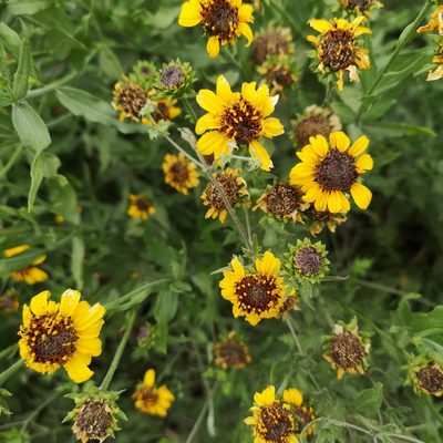 Helianthus laciniatus, photographed by Alejandro Arguelles