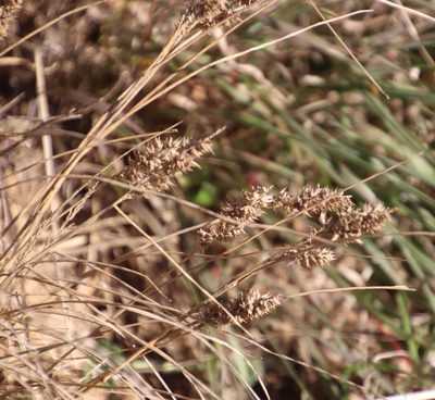 Tribolium hispidum, photographed by Tony Rebelo