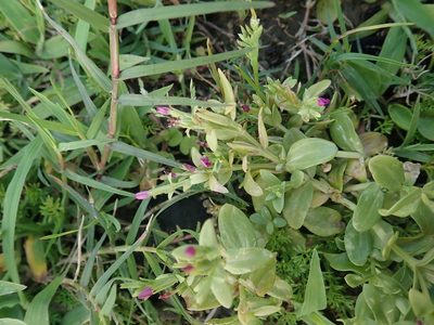 Schenkia japonica, photographed by Meng-Ying Tsai