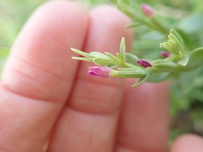 Schenkia japonica, photographed by Meng-Ying Tsai