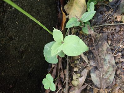 Pinellia ternata, photographed by Meng-Ying Tsai