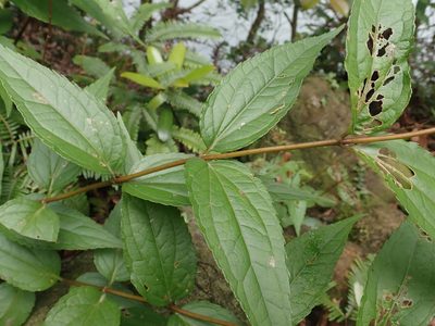 Eupatorium luchuense, photographed by Meng-Ying Tsai