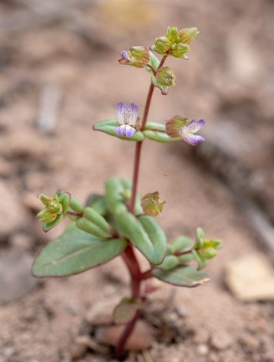 Collinsia callosa, photographed by Jesse Rorabaugh