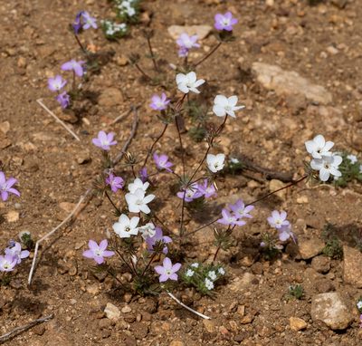 Leptosiphon breviculus, photographed by Jesse Rorabaugh