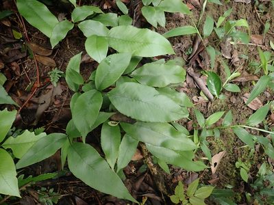 Diplazium lineolatum, photographed by Meng-Ying Tsai