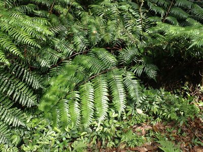 Gymnosphaera podophylla, photographed by Meng-Ying Tsai