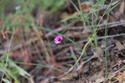 Erythranthe diffusa, photographed by Millie Basden