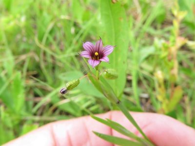 Sisyrinchium minus, photographed by Annika Lindqvist