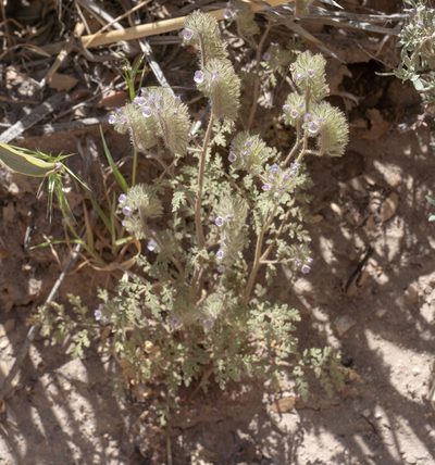 Phacelia cryptantha, photographed by Jesse Rorabaugh