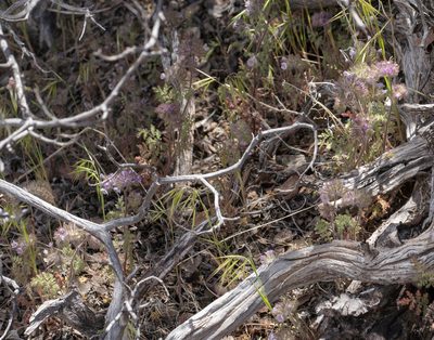Phacelia cryptantha, photographed by Jesse Rorabaugh