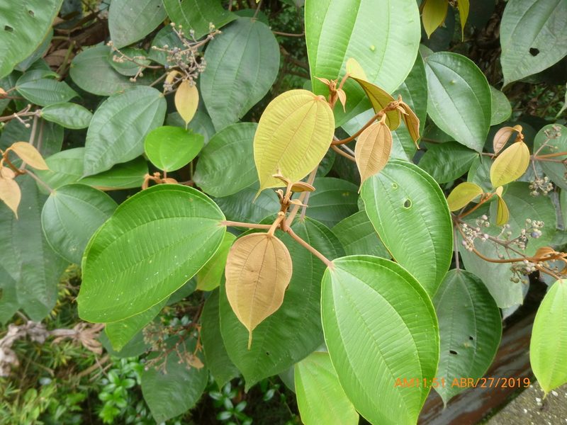 Miconia caudata, photographed by Daniel A. Monsalve Ortiz