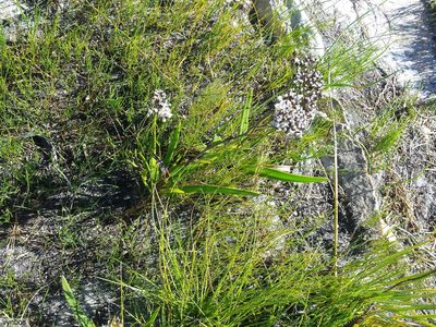 Corymbium africanum, photographed by Chris Vynbos