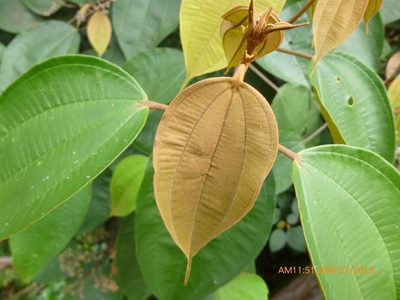 Miconia caudata, photographed by Daniel A. Monsalve Ortiz