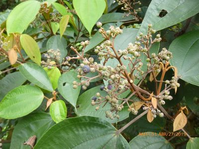 Miconia caudata, photographed by Daniel A. Monsalve Ortiz
