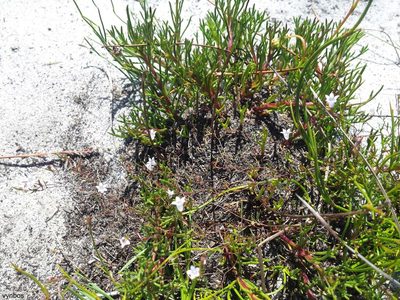 Prismatocarpus sessilis, photographed by Chris Vynbos