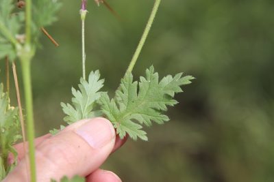 Erodium brachycarpum, photographed by Millie Basden