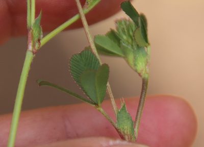 Trifolium gracilentum, photographed by Millie Basden