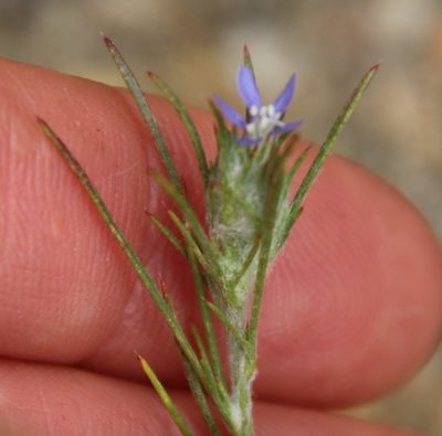 Eriastrum filifolium, photographed by Millie Basden