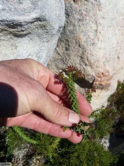Agathosma lanceolata, photographed by Chris Vynbos