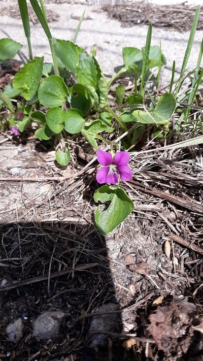 Viola sororia, photographed by Steven Joyner