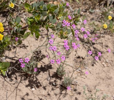 Saltugilia splendens, photographed by Jesse Rorabaugh