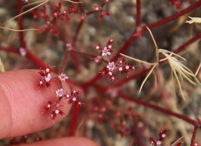 Chorizanthe leptotheca, photographed by Millie Basden