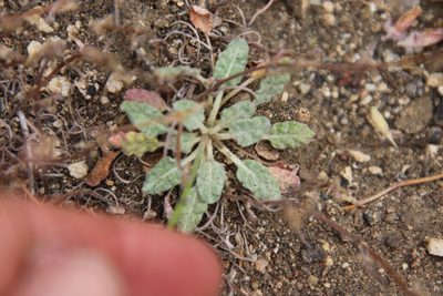 Eriogonum thurberi, photographed by Millie Basden