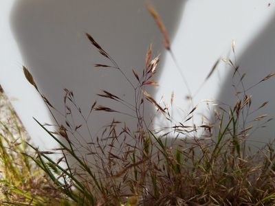 Deschampsia danthonioides, photographed by D Defreese