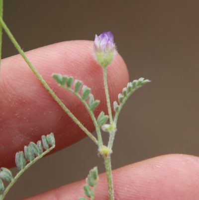 Astragalus didymocarpus, photographed by Millie Basden