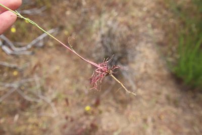 Malacothrix clevelandii, photographed by Millie Basden