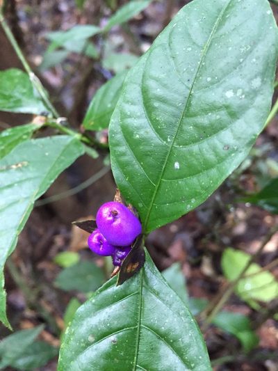 Palicourea ostreophora, photographed by Diego F. Cisneros-Heredia