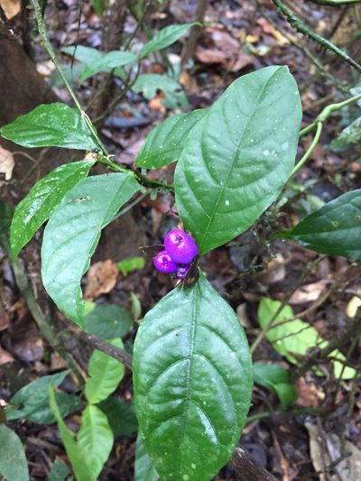 Palicourea ostreophora, photographed by Diego F. Cisneros-Heredia