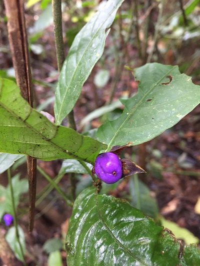 Palicourea ostreophora, photographed by Diego F. Cisneros-Heredia