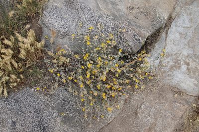 Acmispon argophyllus, photographed by Millie Basden