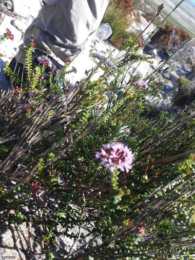 Agathosma ciliaris, photographed by Chris Vynbos