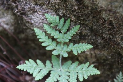 Pentagramma rebmanii, photographed by Millie Basden