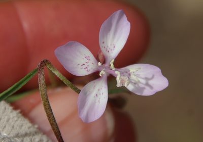 Clarkia similis, photographed by Millie Basden