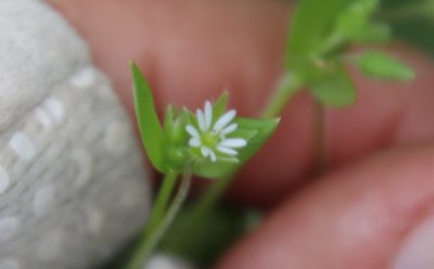 Stellaria neglecta, photographed by Millie Basden