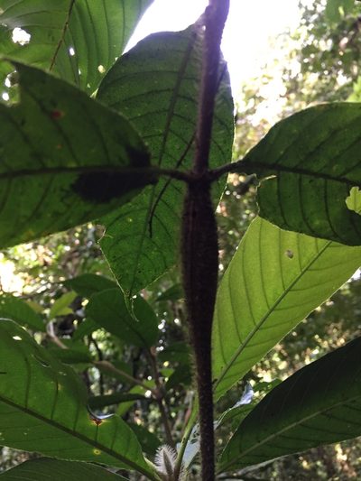 Duroia hirsuta, photographed by Diego F. Cisneros-Heredia