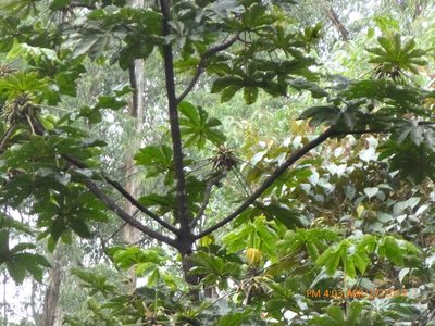 Cecropia angustifolia, photographed by Daniel A. Monsalve Ortiz