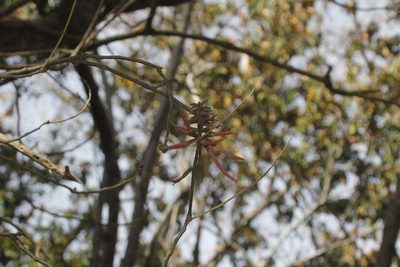 Erythrina lanata, photographed by Juan Cruzado Cortés