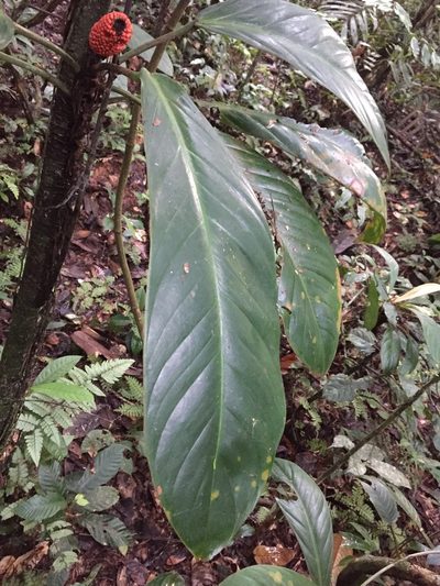 Philodendron wittianum, photographed by Diego F. Cisneros-Heredia