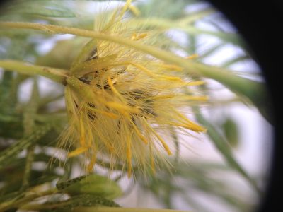 Pectis odorata, photographed by Étienne Lacroix-Carignan