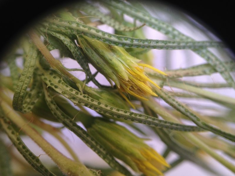 Pectis odorata, photographed by Étienne Lacroix-Carignan