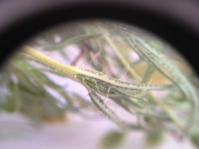 Pectis odorata, photographed by Étienne Lacroix-Carignan