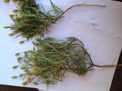 Pectis odorata, photographed by Étienne Lacroix-Carignan